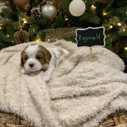 Reginald - Blenheim male Cavalier King Charles Spaniel puppy in Hixson, Tennessee from Erickson Cavaliers