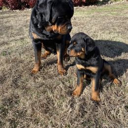Border Collie and Rottweiler Puppies from KJB Kennels
