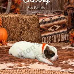 Cherry - Red mottled female Australian Cattle Dog puppy in Oronogo, Missouri from Dutton's Show Me Farms