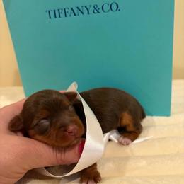 Ginger - Chocolate, tan and white female Yorkshire Terrier puppy in Illinois from Pretty Little Yorkies