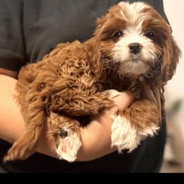 Bud (male - orange collar) - Red male Cavapoo puppy in Gilbert, Arizona from Azteddybeardoodles