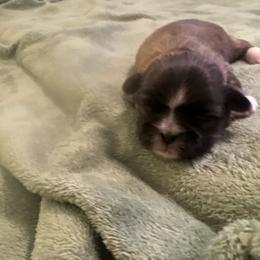 Finley - Brindle and white male Shih Tzu puppy in Buffalo, New York from Irish Eyes ShihTzu
