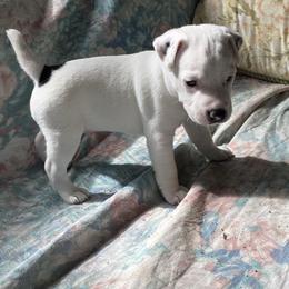 Charlie - Black and white male Jack Russell Terrier puppy in Melbourne, Florida from Rustling Oaks Jack Russell Terrier’s