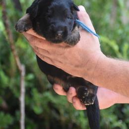 Blue collar boy - Black and red male German Shepherd puppy in Dallas, Georgia from Cottonwood Kennel