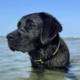 Australian Cattle Dogs, Dachshunds, and Labrador Retrievers from Fox Hill Farm & K9