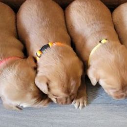 Labrador Retrievers from VP's Sonshine Labs