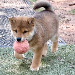 Ashoka - Red female Shiba Inu puppy in Milton, Florida from Moonlight Shibas