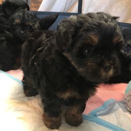 Assorted Doodle Crosses All Grown Up from Yoriko's Puppies