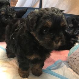 Assorted Doodle Crosses All Grown Up from Yoriko's Puppies