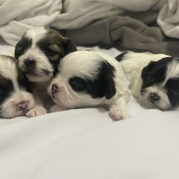 Shihpoo Puppies from The Sassy Shihpoos