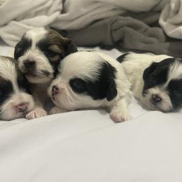 Shihpoo Puppies from The Sassy Shihpoos