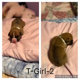 T-Girl-2 - Fawn female Boxer puppy in Evington, Virginia from Buffalo Creek Boxers