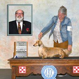 Dachshund All Grown Up from Heartland Dachshunds of So IL