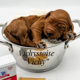 Vichy - Red  female Goldendoodle puppy in Mecklenburg County, North Carolina from Rustic Road Doodles