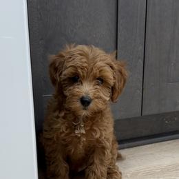 Osso - Red  male Goldendoodle puppy in Mint Hill, North Carolina from DoodleForever