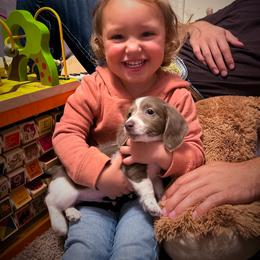 Dachshund and Great Dane Puppies from AZ's Prestigious Minature Dachshunds