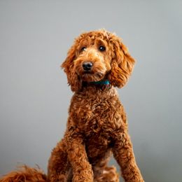Willey - Goldendoodle