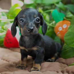 Trixie 2200 - Black and tan female Dachshund puppy in Midland, Texas from The Barefield Doxies