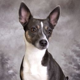 Gypsy - Rat Terrier