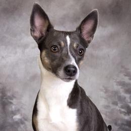 Gypsy - Rat Terrier