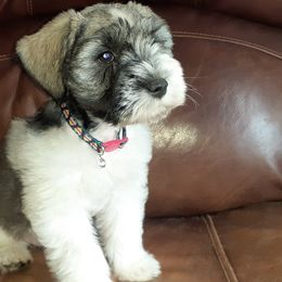 Miniature Schnauzers from Debbie's Mini Schnauzer