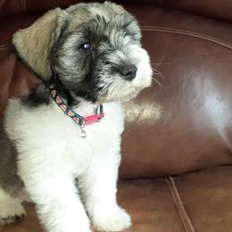 Miniature Schnauzers from Debbie's Mini Schnauzer