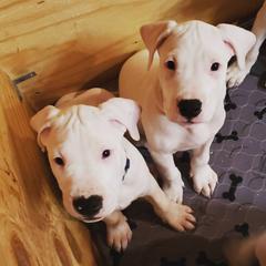 Dogo Argentinos from Northern Legacy Dogos