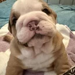 Bulldog Puppies from Bullgodz English Bulldogs