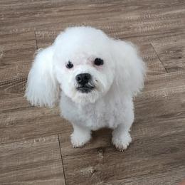 Zach - Maltipoo