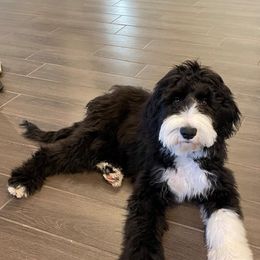 Bernedoodle and Sheepadoodle Puppies from Luv My Doodle