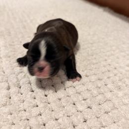 Alberta - Black brindle and white female Boston Terrier puppy in Leonard, Kentucky from Bluegrass Boston Terriers