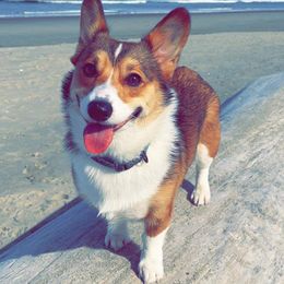 Cricket - Pembroke Welsh Corgi