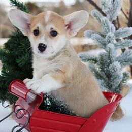 Yoga - Red male Pembroke Welsh Corgi puppy in Pollock, Missouri from Northstar
