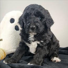 Baby - Black and white female Bernedoodle puppy in Temecula, California from Oodles O'Doodles