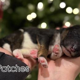 Girl 7 - Black and white female Sheepadoodle puppy in Danville, Indiana from Marley’s Doodle Ranch