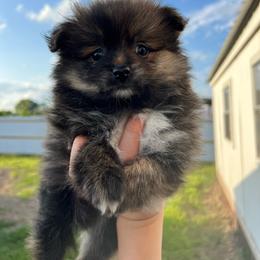 Tigger - Brindle male Pomeranian puppy in Nashville, Arkansas from Cuddles n Curls