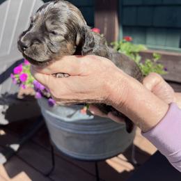 Boy 2 - Brindle male Dachshund puppy in Gouverneur, New York from Dack Dachshunds