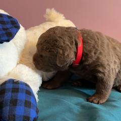 Girl 1 - Brown Chesapeake Bay Retriever puppy in Dayton, Ohio from Global Waters Chesapeakes