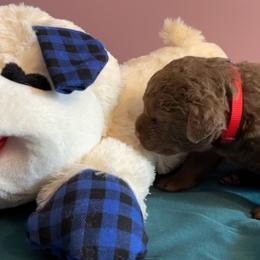 Girl 1 - Brown Chesapeake Bay Retriever puppy in Dayton, Ohio from Global Waters Chesapeakes