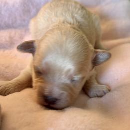 Smoothie - Apricot female Maltipoo puppy in Wendell, North Carolina from Teddys Teddy Bears