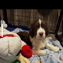 Puppy boy2 - Liver and white male English Springer Spaniel puppy in Howell, Michigan from Foxboro Farm