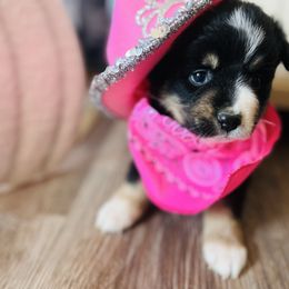Mary - Black tri female Miniature Australian Shepherd puppy in Bethany, Illinois from Rachel at Marrowbone Creek Aussies