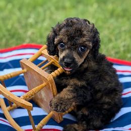Victory - Sable female Poodle puppy in Ardmore, Oklahoma from The Poodles of Green Acres