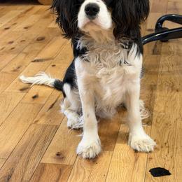 Cavalier King Charles Spaniel Puppies from FairHawk Downs