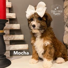 Mocha - Tri-color female Bernedoodle puppy in Heyworth, Illinois from Cobble Creek Puppies