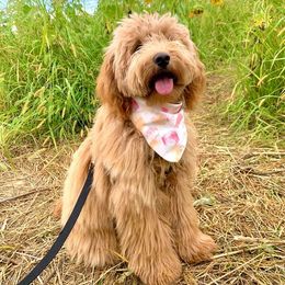 Goldendoodle, Poodle, and Sheepadoodle All Grown Up from Brewer's Goldendoodles & Sheepadoodles