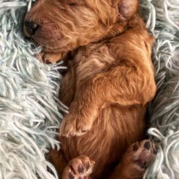 Goldendoodles from Tanisha May