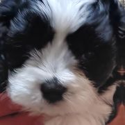 Chloe - Cavachon puppy from The House of Wiggle Waggle