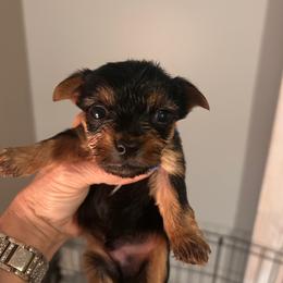 Pippy - Blue and gold male Yorkshire Terrier puppy in Hot Springs, Arkansas from Weslynn Kennels