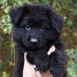 Aztec - Black female German Shepherd puppy in Canton, Texas from WILDWOOD GERMAN SHEPHERDS